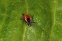 Ixodes_ricinus_D5189_Z_90_Les Gris_Frankrijk